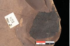 Foto (Detailsansicht) von Quercus palaeoilex Ettingshausen (NHMW-GEO-2024-0188-0823)